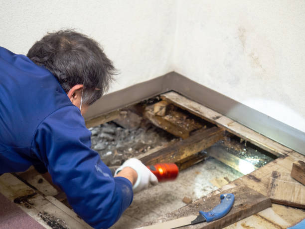 Best Best Mold Removal Companies  in Linden, NJ
