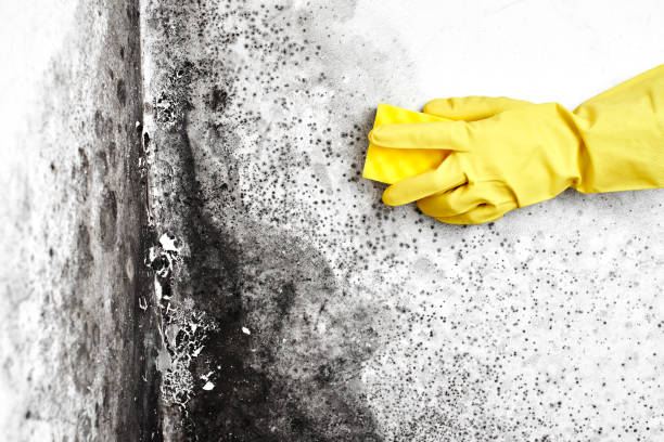 Best Commercial Mold Removal  in Linden, NJ