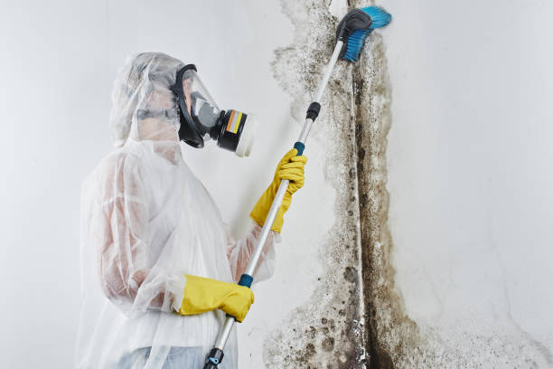 Best Mold Testing  in Linden, NJ