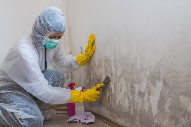 Best Mold Removal Company Near Me  in Linden, NJ
