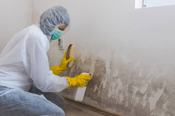 Best Toxic Mold Removal  in Linden, NJ