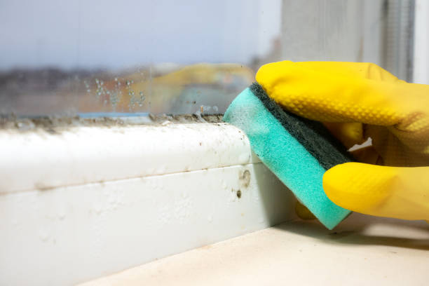 Linden, NJ Mold Removal Company