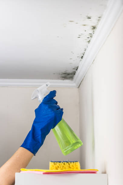 Best Local Mold Removal Service  in Linden, NJ
