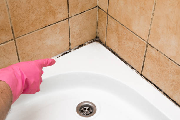 Best Crawl Space Mold Removal  in Linden, NJ